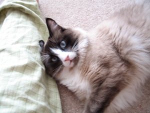 ollieeartucked2.jpg