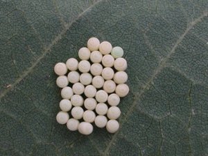 gsb_eggs_web.jpg