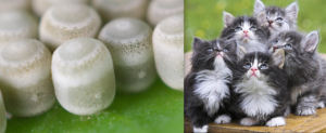 all_species_are_cute.png