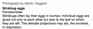 stinkbug_egg_caption.png