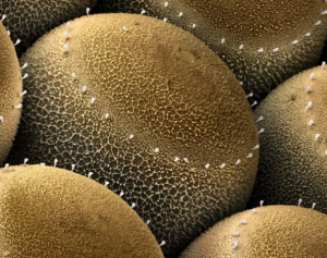 stinkbug_eggs.png