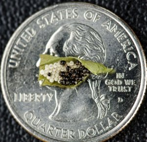 quarter.jpg