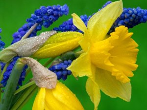 daffodils_and_hyacinth-1600x1200.jpg