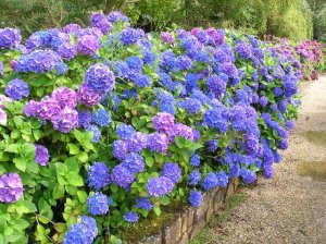 hydrangea-01.jpg