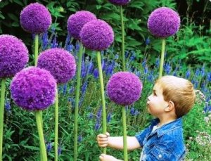 allium-gladiator.jpg