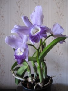 img_8555.jpg