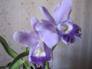 img_8556.jpg