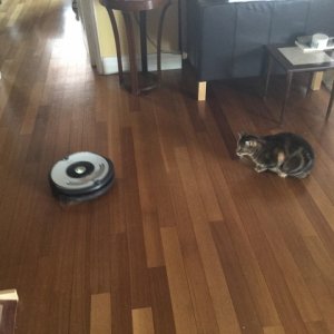 _32380.jpg
