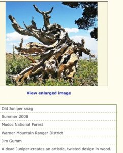 twisted_juniper_1.jpg