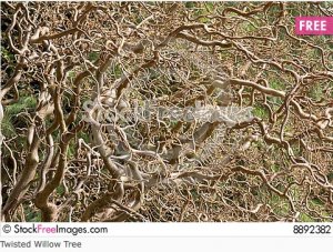 twisted_willow_1.jpg