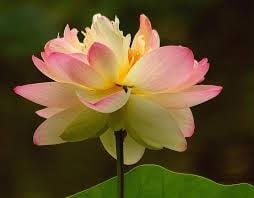 lotus_flower.jpg