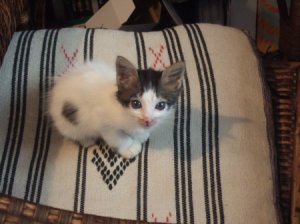 catchair.jpg
