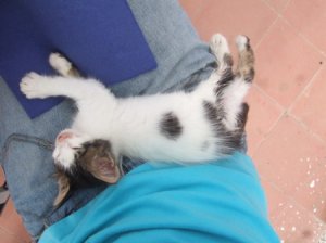 catleg.jpg