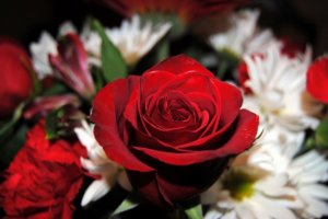 redrose.jpg