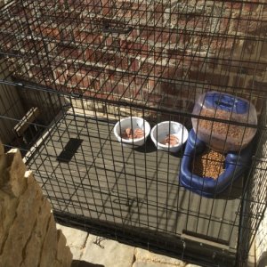 feralfeedingstation.jpg