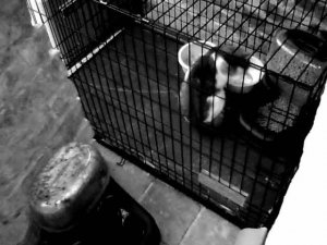 kittyeatingincage.jpg
