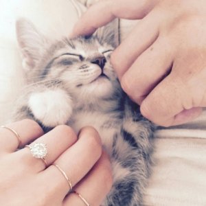 kitten.jpg kitten.jpg