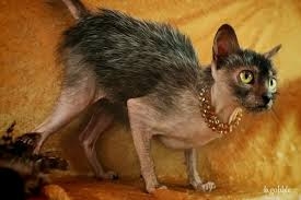 lykoi3.jpg