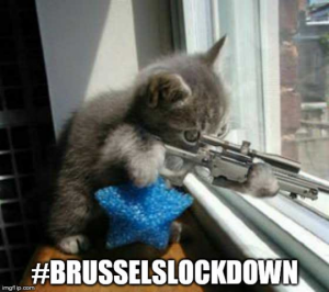 belgian_cats_join_police_raids.png belgian_cats_join_police_raids.png