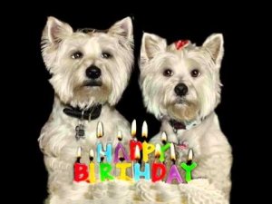 westiebirthdaywishes.jpg