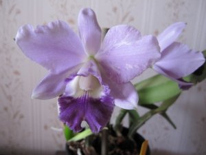 img_10316.jpg