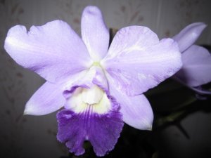 img_10317.jpg
