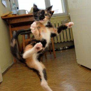 karate2.jpg