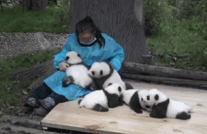 hugger-panda-nanny-best-job-protection-research-center-gif-2.gif