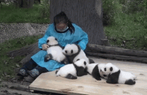 hugger-panda-nanny-best-job-protection-research-center-gif-2.gif hugger-panda-nanny-best-job-protection-research-center-gif-2.gif