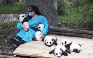 hugger-panda-nanny-best-job-protection-research-center-3.jpg hugger-panda-nanny-best-job-protection-research-center-3.jpg