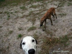 petey_photo_bomb.jpg