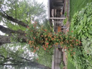 img_10667.jpg