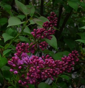 syringa-vulgaris_2465269937_o.jpg