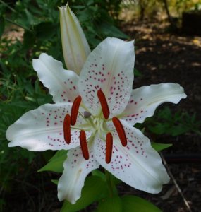 muscadette-orienpet-lily_5961357224_o.jpg