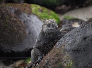 marine-iguana-san-cristobal_22179524838_o.jpg
