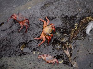 sally-go-lightly-crabs_22267216001_o.jpg