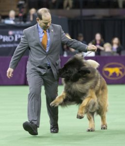 leonberger2016dario.jpg