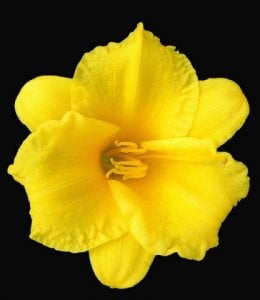 yellowflower2.jpg