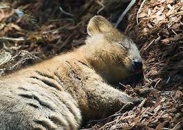 quokkahappiestmammal.jpg quokkahappiestmammal.jpg
