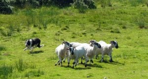 sheep_dog.jpg