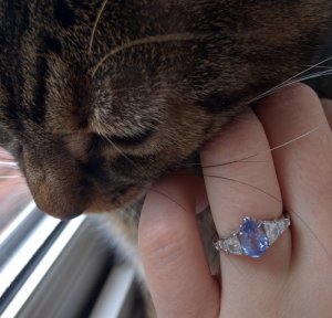 cat_ring.jpg