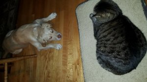 charlie_vs_donut.jpg