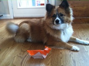 sugarorigami.jpg