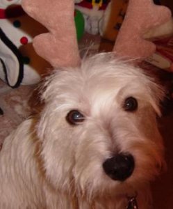 little reindeer 2004.jpg