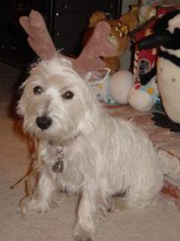 little reindeer 2 2004.jpg