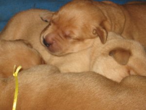 PerfectPillow.jpg