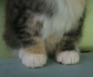 cbkittyfeets.jpg