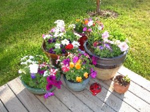 backpots.JPG