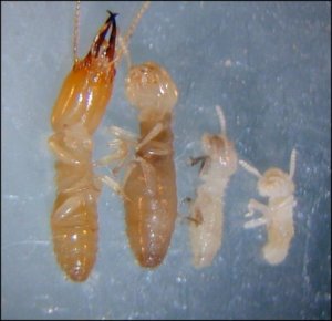 termites_com-different-size-termites.jpg