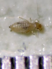 cimg5470-book-louse-with-0-5-mm-scale.jpg